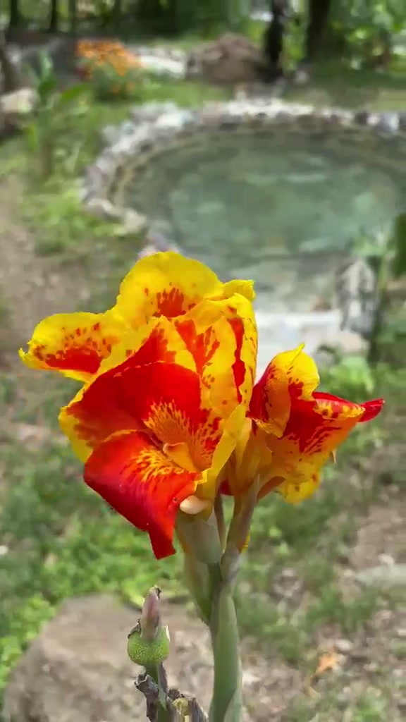 Flor tropical junto a una poza termal